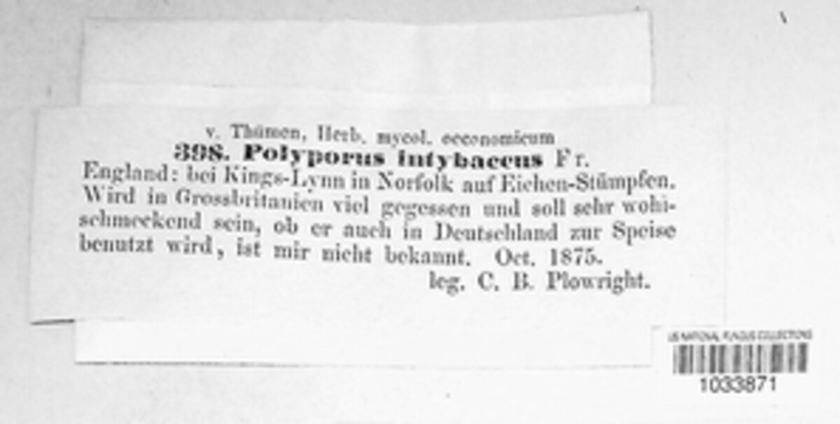 Polyporus intybaceus image